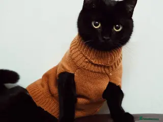 Bombay cats Bombay cat - Advert 5