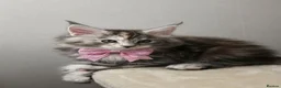 Maine Coon cats for sale: Beautiful, friendly Maine coon girl  - Advert 4