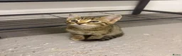 Bengal cats for sale: Beautiful Bengal x kittens  - Advert 20