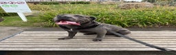 Cane Corso dogs for sale: cane corso rehome - Advert 1