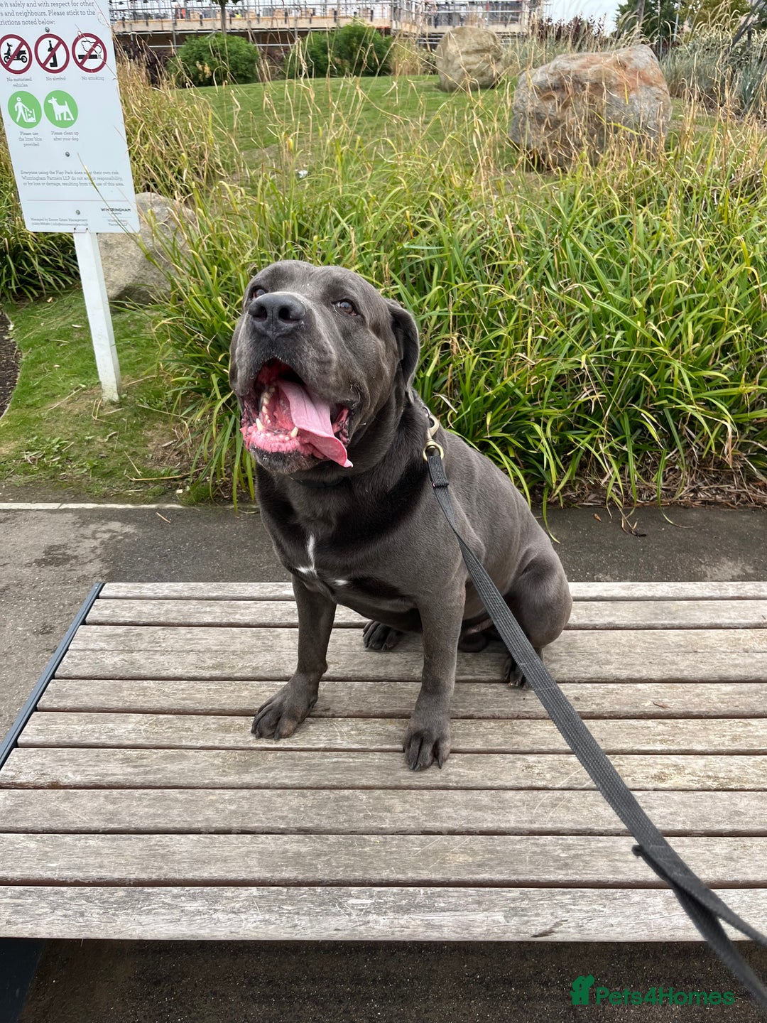 Cane Corso dogs for sale: cane corso rehome - Advert 1