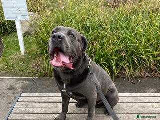 Cane Corso dogs cane corso rehome - Advert 2