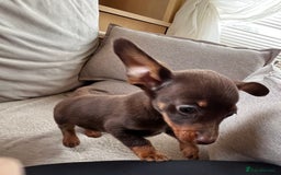 Mixed Breed dogs for sale: Adorable Dachshund x Pomchi Puppies - Image 12