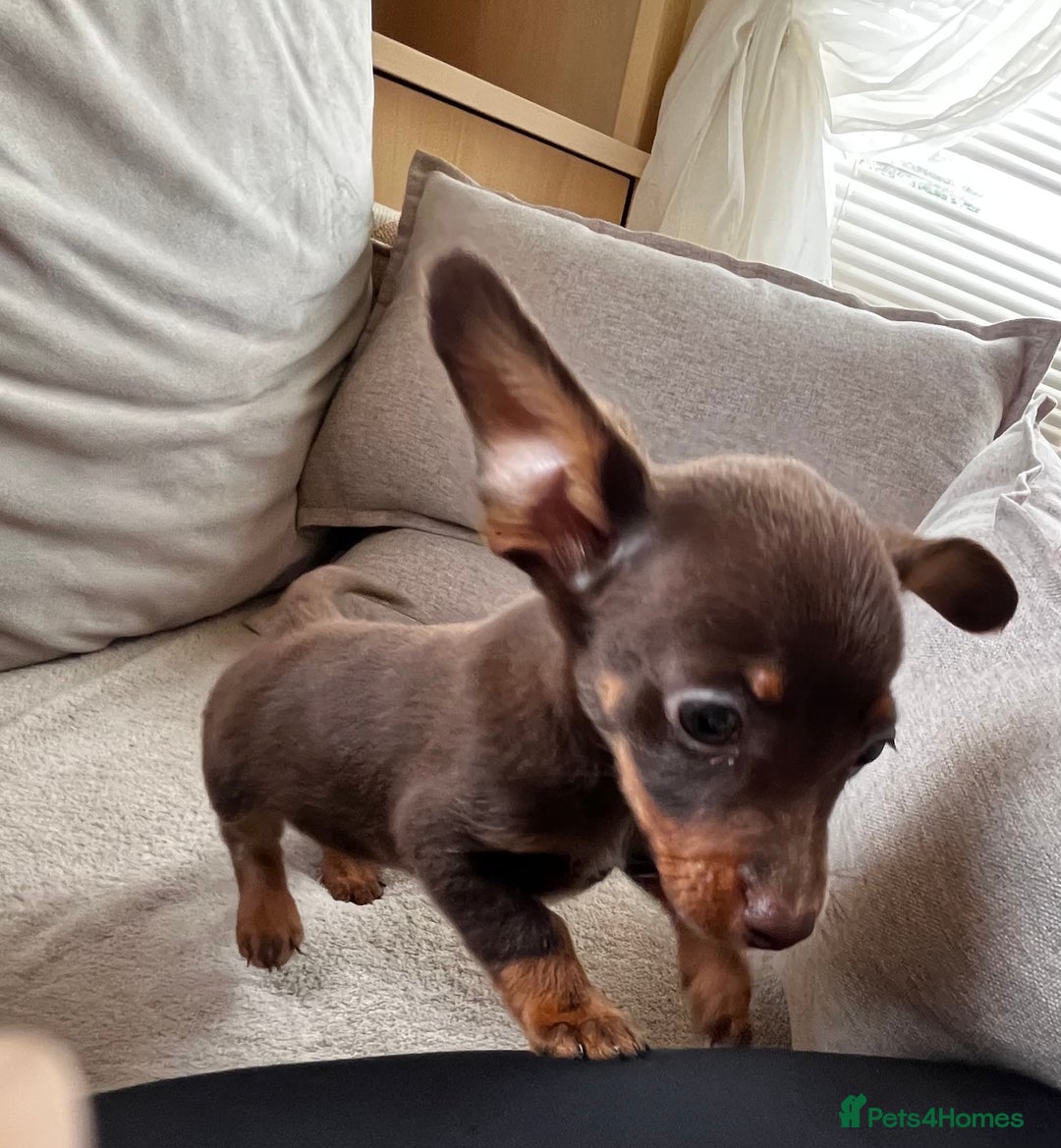 Mixed Breed dogs for sale: Adorable Dachshund x Pomchi Puppies - Image 12