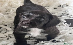 Sprocker dogs for sale: Sprocker Puppies  - Image 4