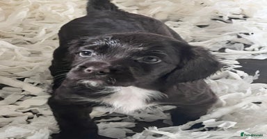 Sprocker dogs - Advert 4