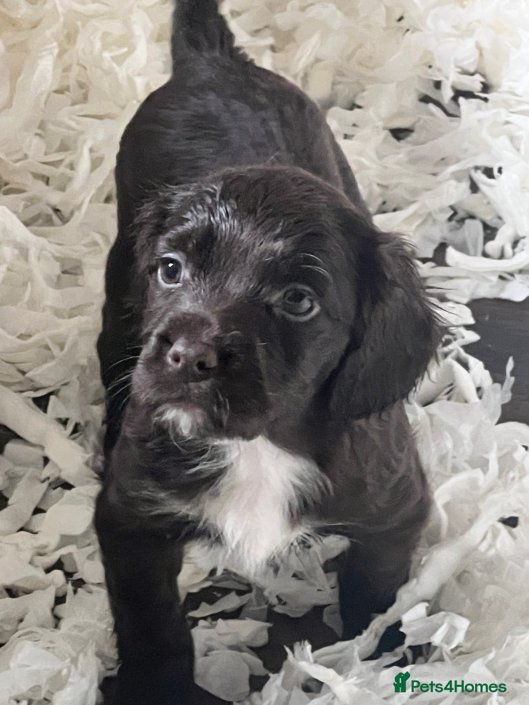 Sprocker dogs for sale: Sprocker Puppies  - Image 4