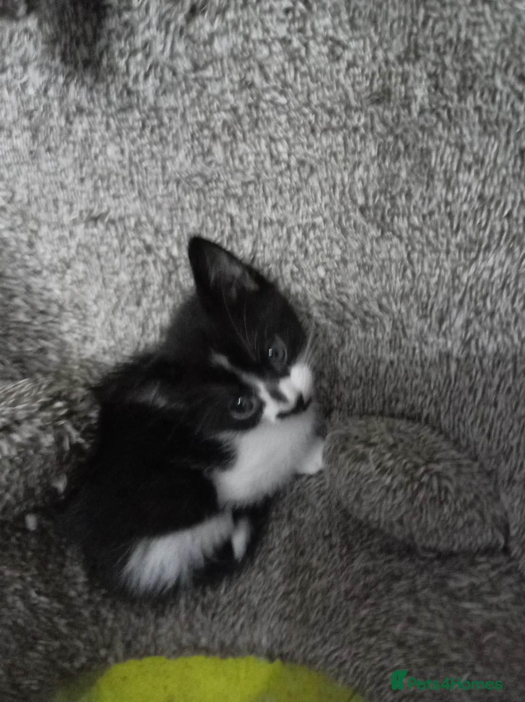 Mixed Breed cats for sale: Adorable tuxedo kittens  - Advert 9