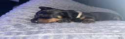 Dachshund dogs for sale: 6 Dachshund beautiful puppies for sale - Advert 30