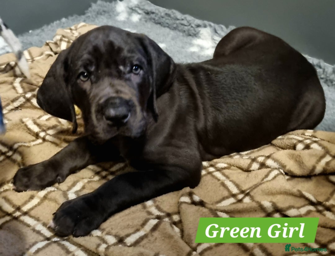 Great Dane dogs for sale: Exceptional pups, viewings welcome - Advert 19