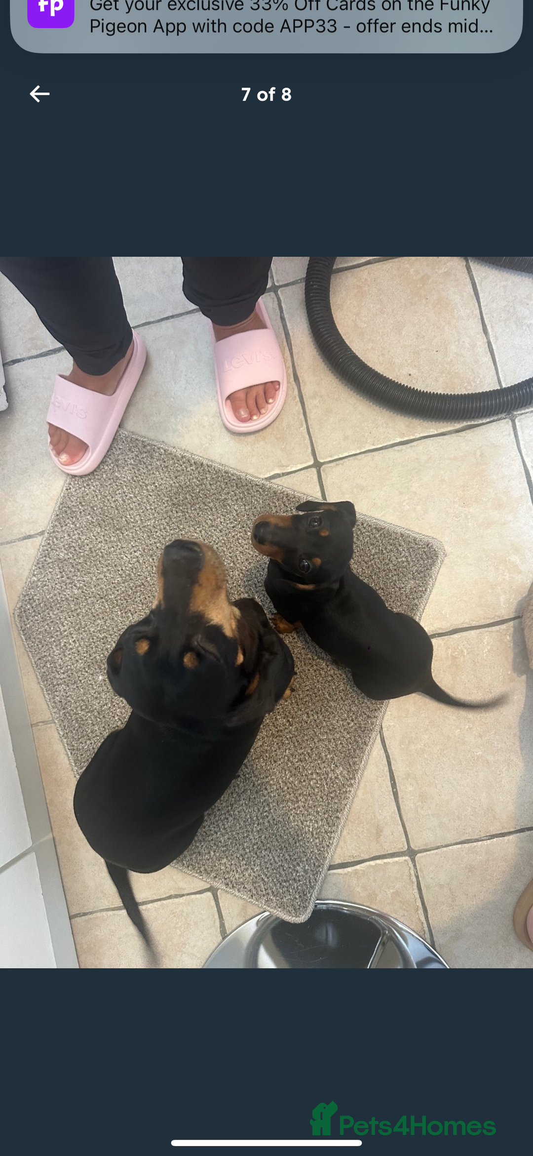 Dachshund dogs for sale: Dachshund puppy’s for sale  - Image 11