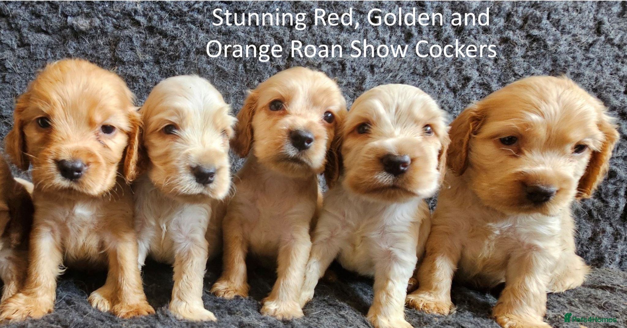 Cocker Spaniel dogs Stunning Show Cockers - Crufts Champion Pedigree - Advert 10