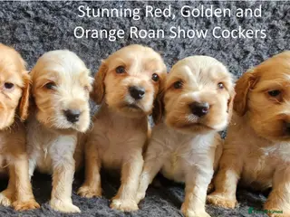 Cocker Spaniel dogs Stunning Show Cockers - Crufts Champion Pedigree - Advert 10