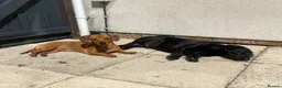 Dachshund dogs for sale: Buddy and Minnie (to be rehomed together)  - Advert 4