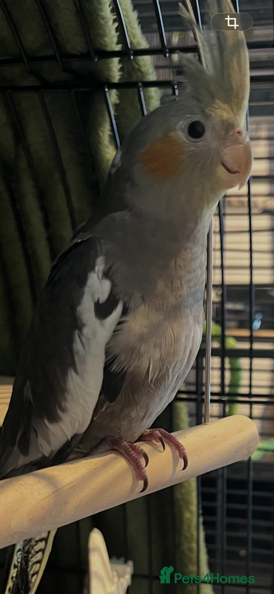 Cockatiels birds for sale: 15 week old cockatiel awaiting dna results  - Advert 1