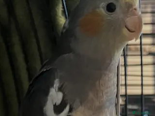 Cockatiels birds 15 week old cockatiel awaiting dna results - Advert 4