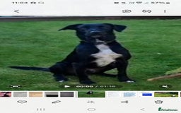Mixed Breed dogs for sale: Mr pickle - Image 9