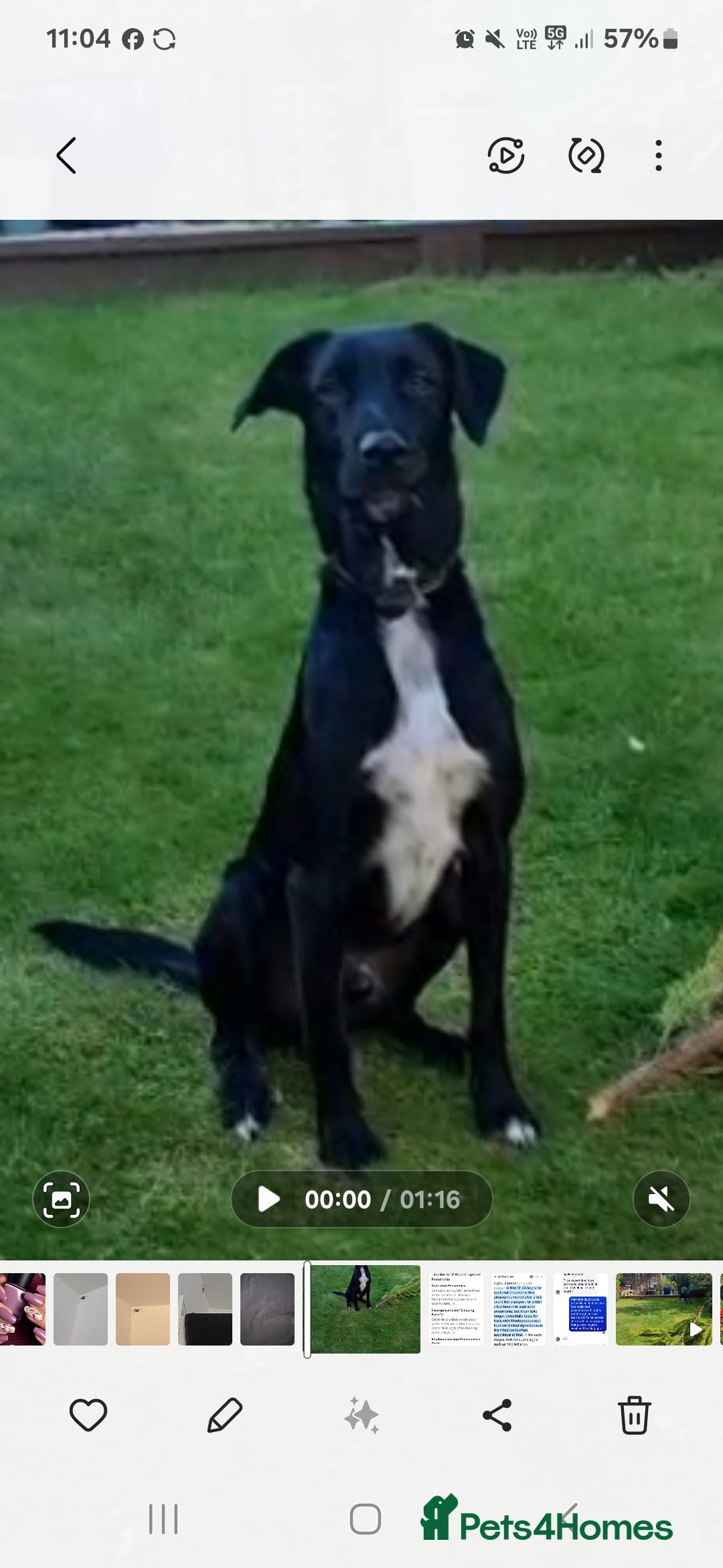 Mixed Breed dogs for sale: Mr pickle - Image 9