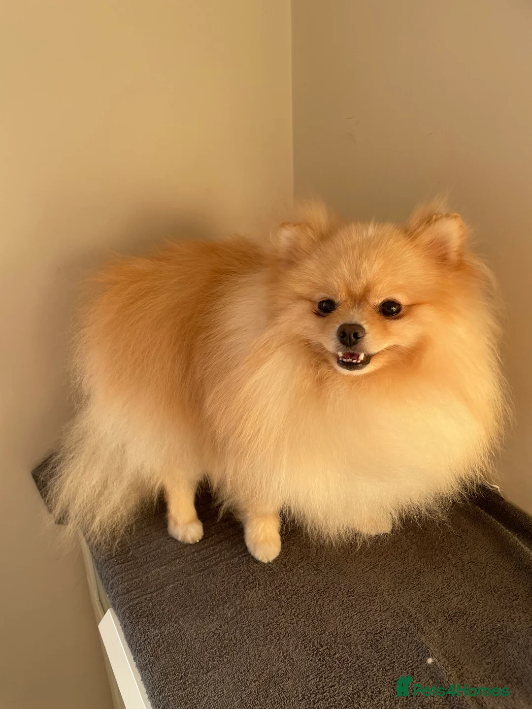 Pomeranian dogs for stud: Pure bred Pomeranian available for stud  - Advert 2