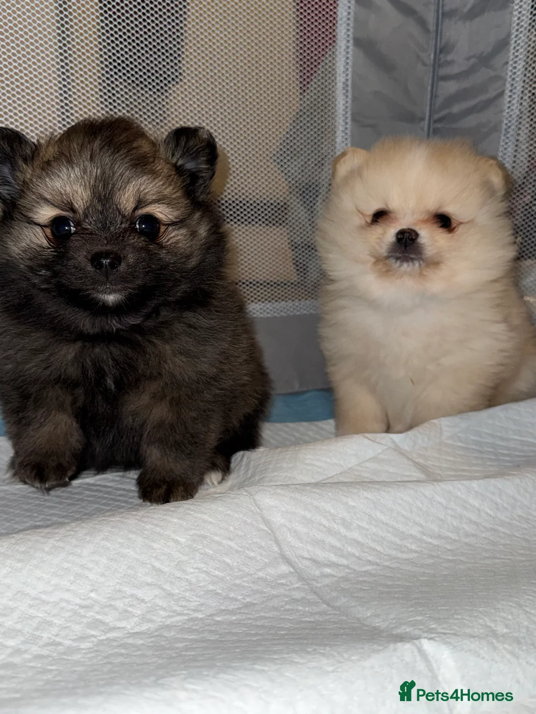 Pomeranian dogs for sale: Pomeranian puppies  - Advert 5