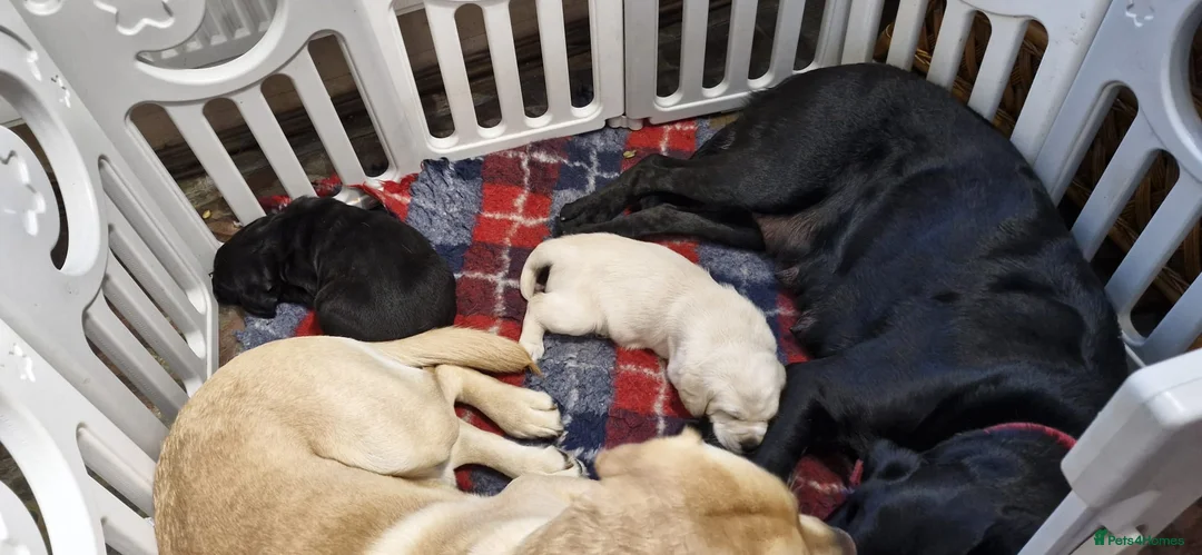 Labrador Retriever dogs for sale: Retriever Labrador - Advert 2