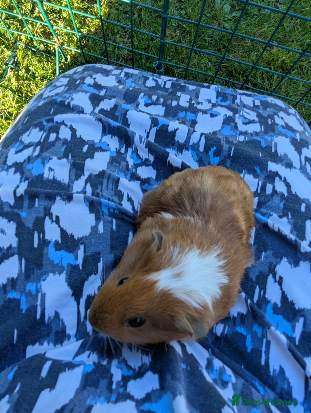 Guinea Pig rodents for sale: Baby guinea pigs - Image 3