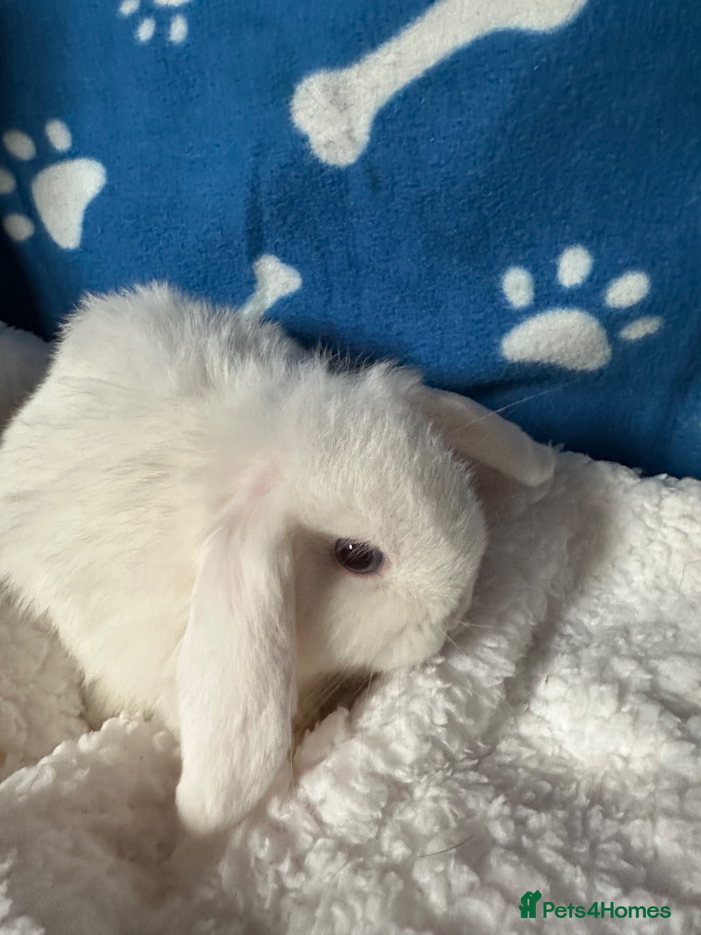 Mini Lop rabbits Beautiful Pure Bred Mini Lop Bunnies Ready Now - Advert 2