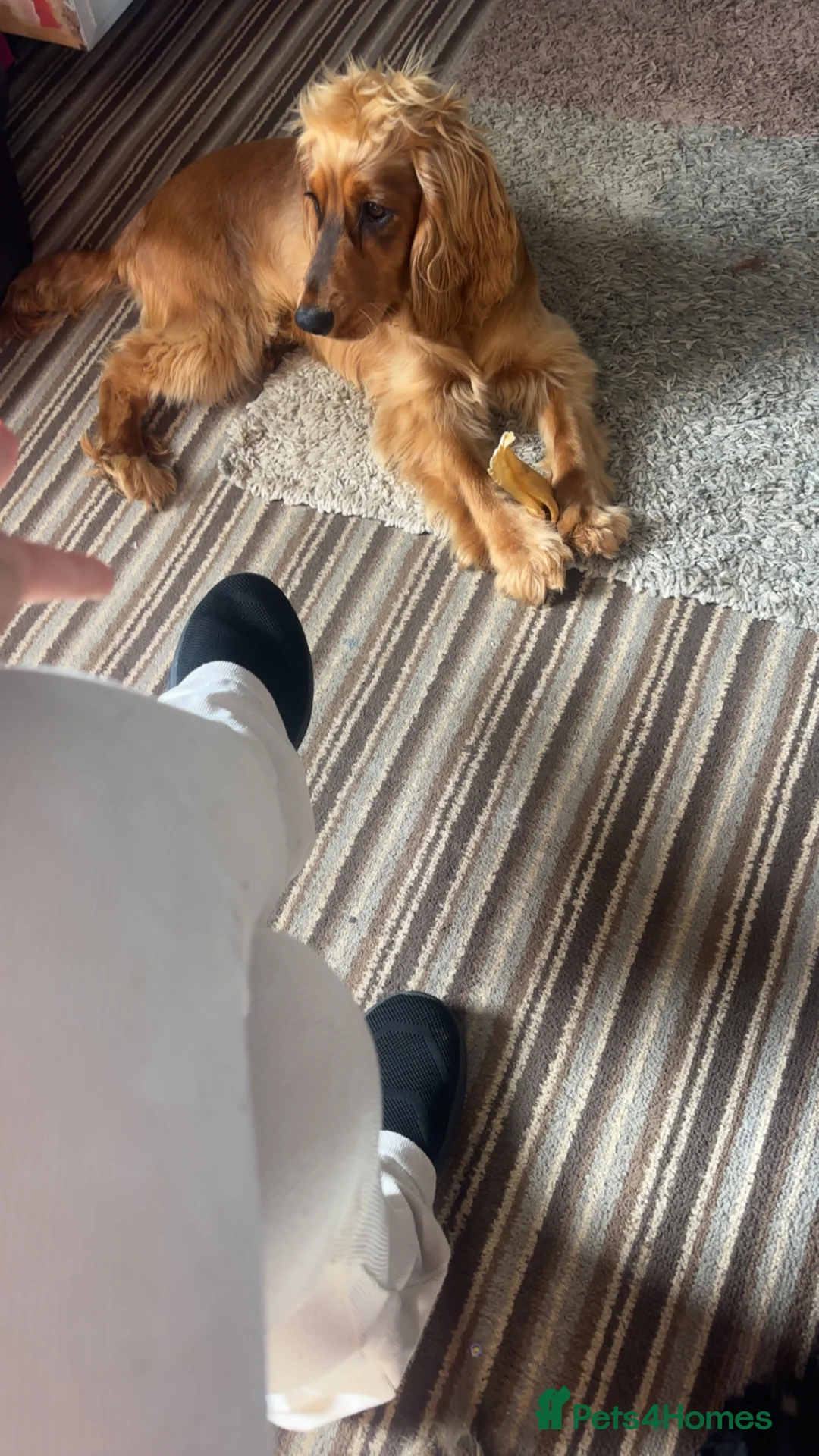 Cocker Spaniel dogs for sale: Male cocker spaniel looking for forever home - Advert 1