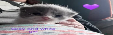 💜 Grey & White Girl 