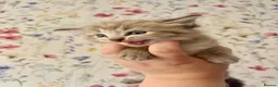 Ragdoll cats for sale: Marvellous mink babies  - Advert 3