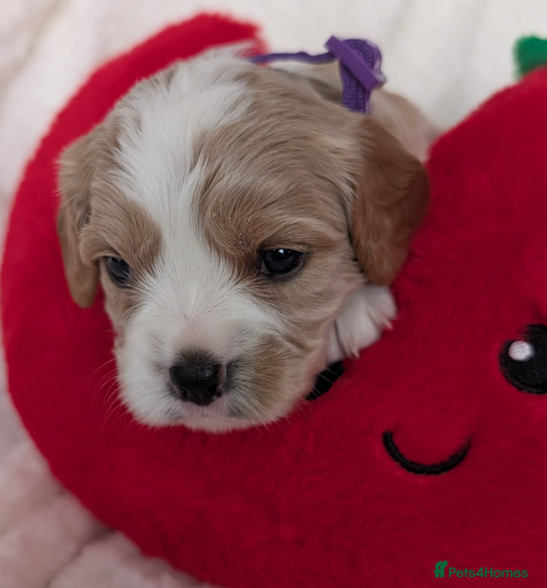 Cavalier King Charles Spaniel dogs for sale: Cavalier King Charles Stunning Puppies! in Aldershot - Advert 1