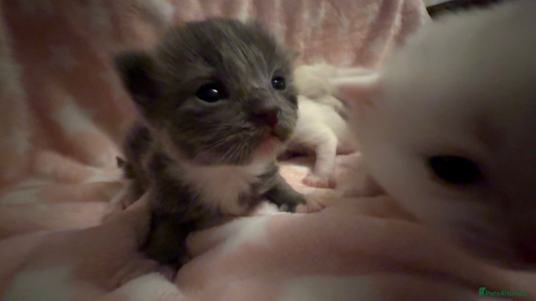 Ragdoll cats for sale: Stunning Ragdoll Kittens girl and boys  - Advert 2