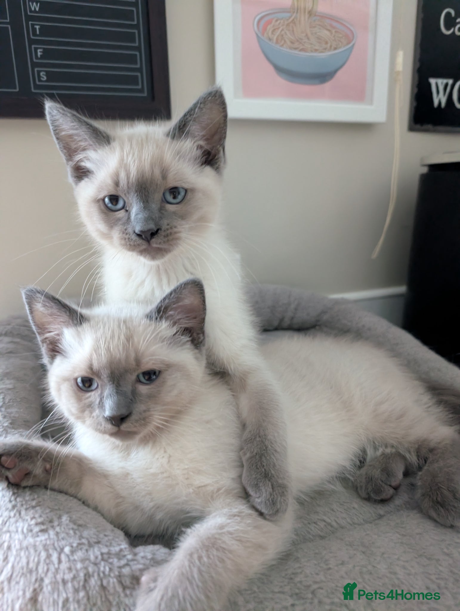 Ragdoll cats Two shorthaired Ragdolls - Ready now  - Advert 10