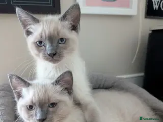 Ragdoll cats Two shorthaired Ragdolls - Ready now - Advert 1