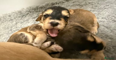 Labradoodle dogs Unique Stunning miniature doodles - Advert 4