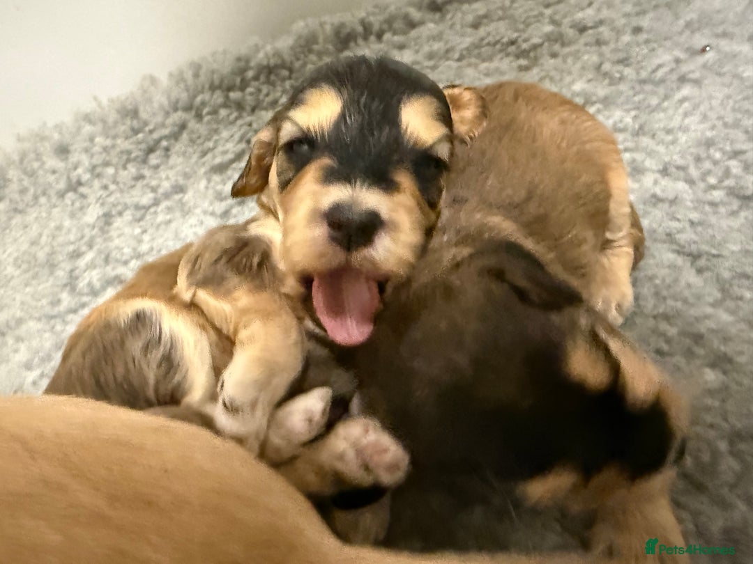 Labradoodle dogs for sale: Unique Stunning miniature doodles - Advert 2