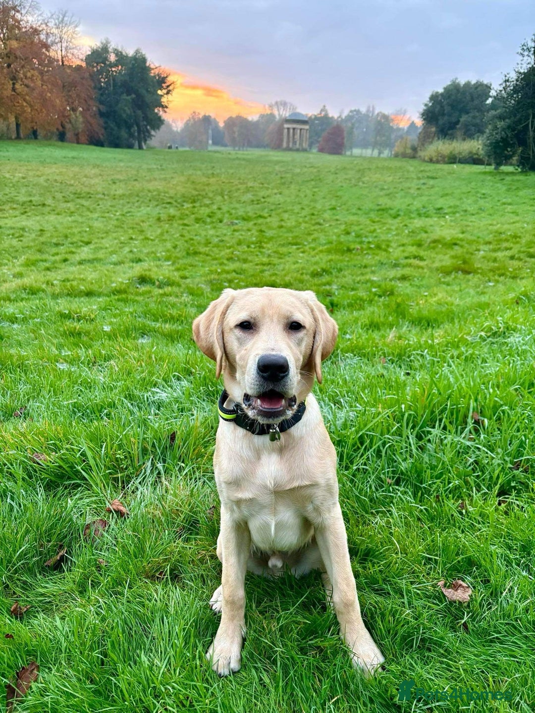 Labrador Retriever dogs for stud: KC REGISTERED LABRADOR STUD  in Worcester - Advert 17