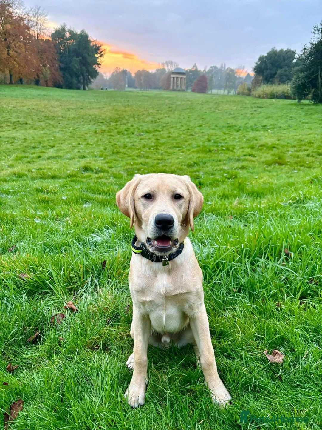 Labrador Retriever dogs for stud: KC REGISTERED LABRADOR STUD  in Worcester - Advert 17