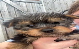 Yorkshire Terrier dogs for sale: Outstanding Yorkshire terriers - Image 6