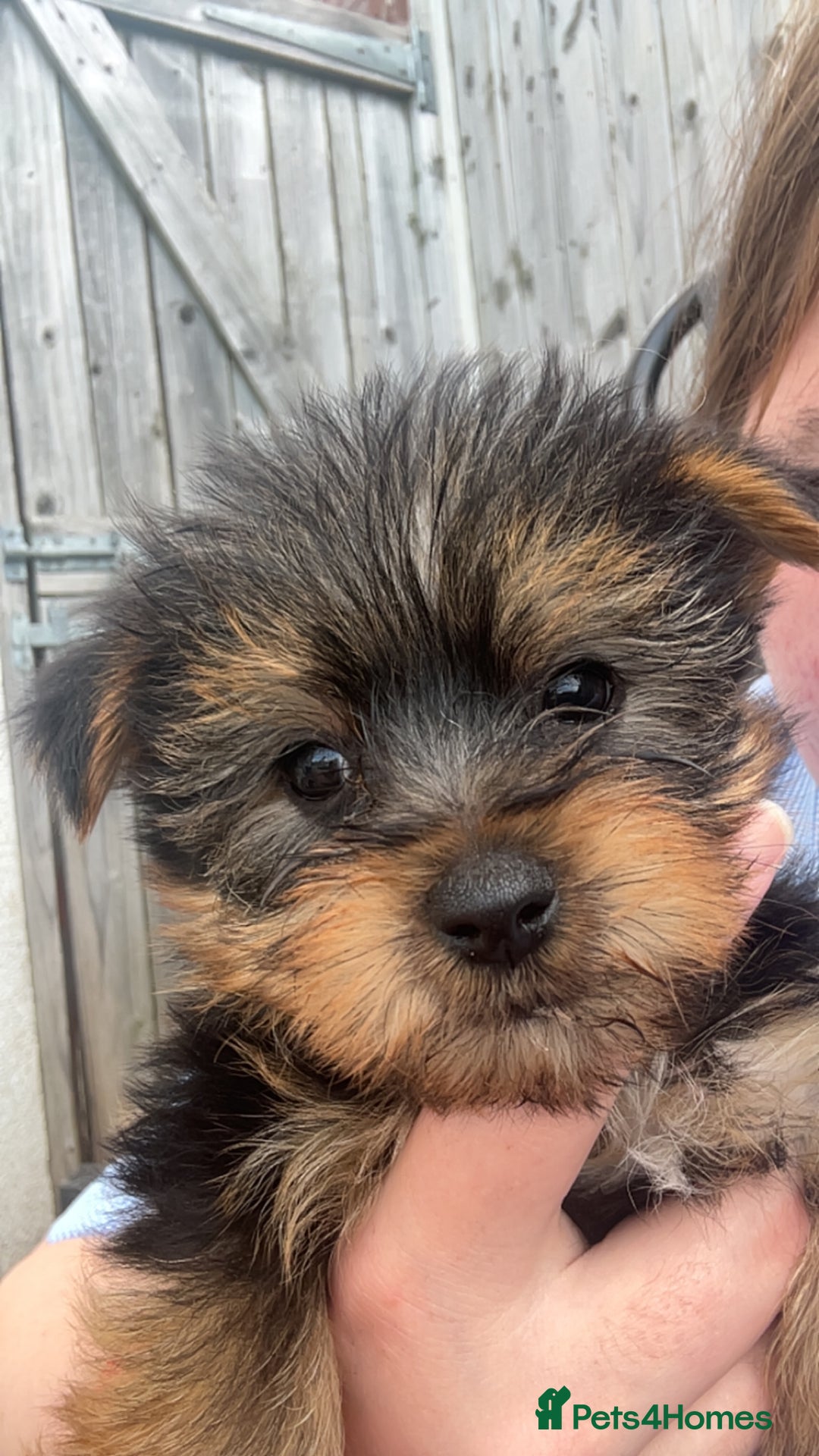Yorkshire Terrier dogs for sale: Outstanding Yorkshire terriers - Image 6