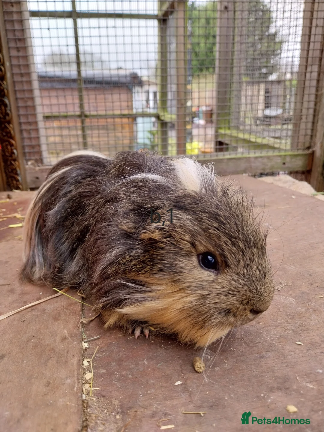 Guinea Pig rodents for sale: Guinea pigs for sale  - Advert 4