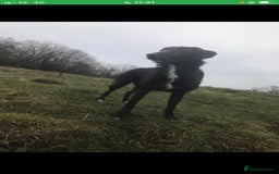 Mixed Breed dogs for sale: Deerhound x greyhound - Image 11