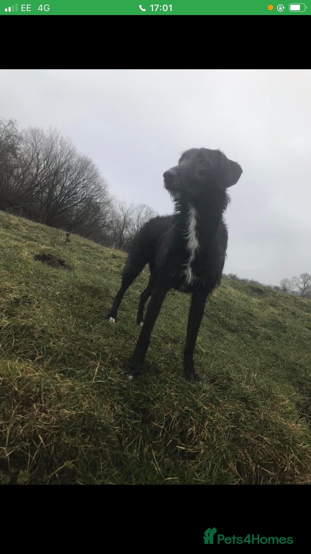 Mixed Breed dogs for sale: Deerhound x greyhound - Image 11