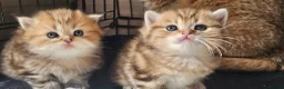 British Shorthair cats for sale: Bsh GOLDEN Chunky Kittens🐱 - Advert 23