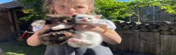 Mixed Breed cats for sale: 💕 beautiful kittens available 💕 - Advert 10