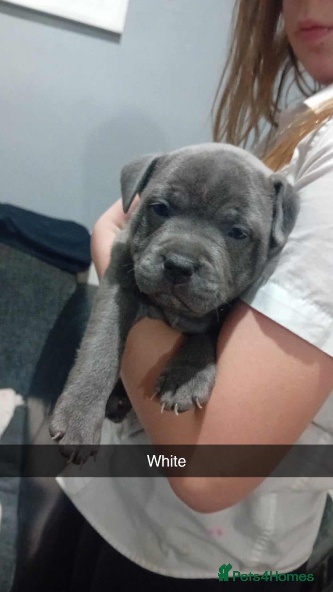 Staffordshire Bull Terrier dogs for sale: **Gorgeous blue staffy pups** - Advert 15