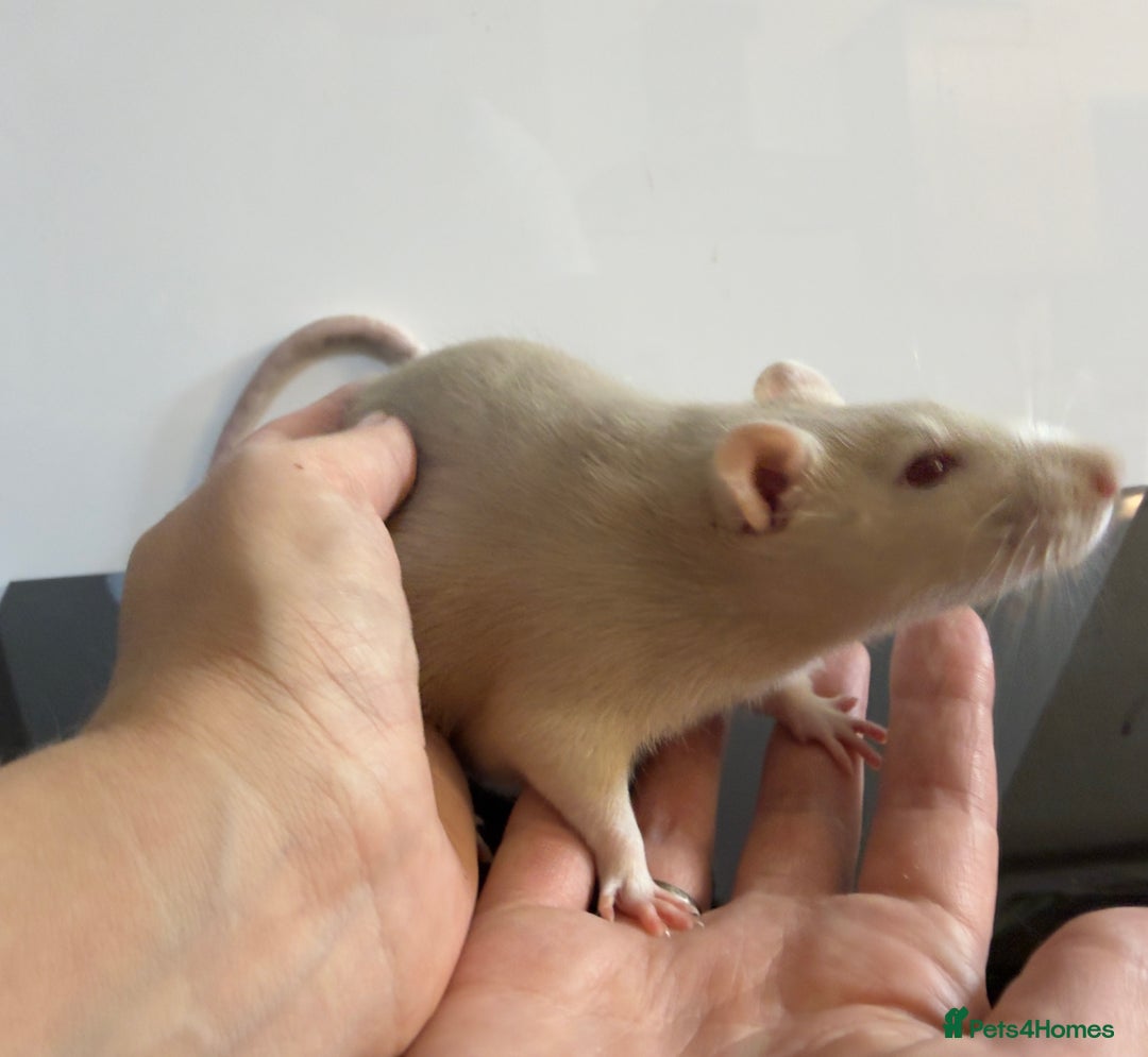 Rat rodents for sale: 2 x young and loving rats + cage + water bottle  - Image 5