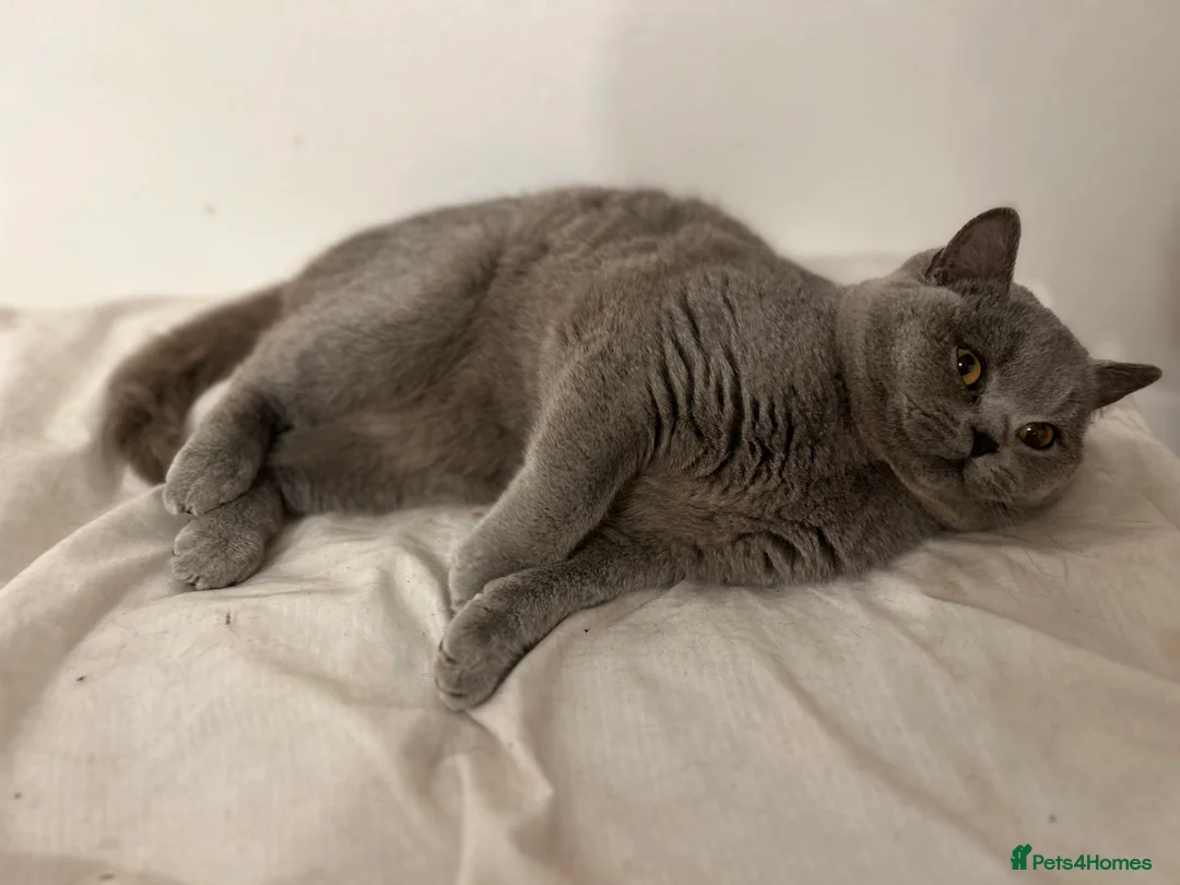 British Shorthair cats for sale: ‼️1 LEFT REDUCED‼️ GCCF REGISTERED BSH 🐻 🧸  - Advert 4