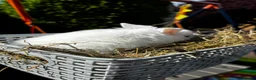 Mini Lop rabbits for sale: Pure breed Mini Lop bunnies  - Advert 4