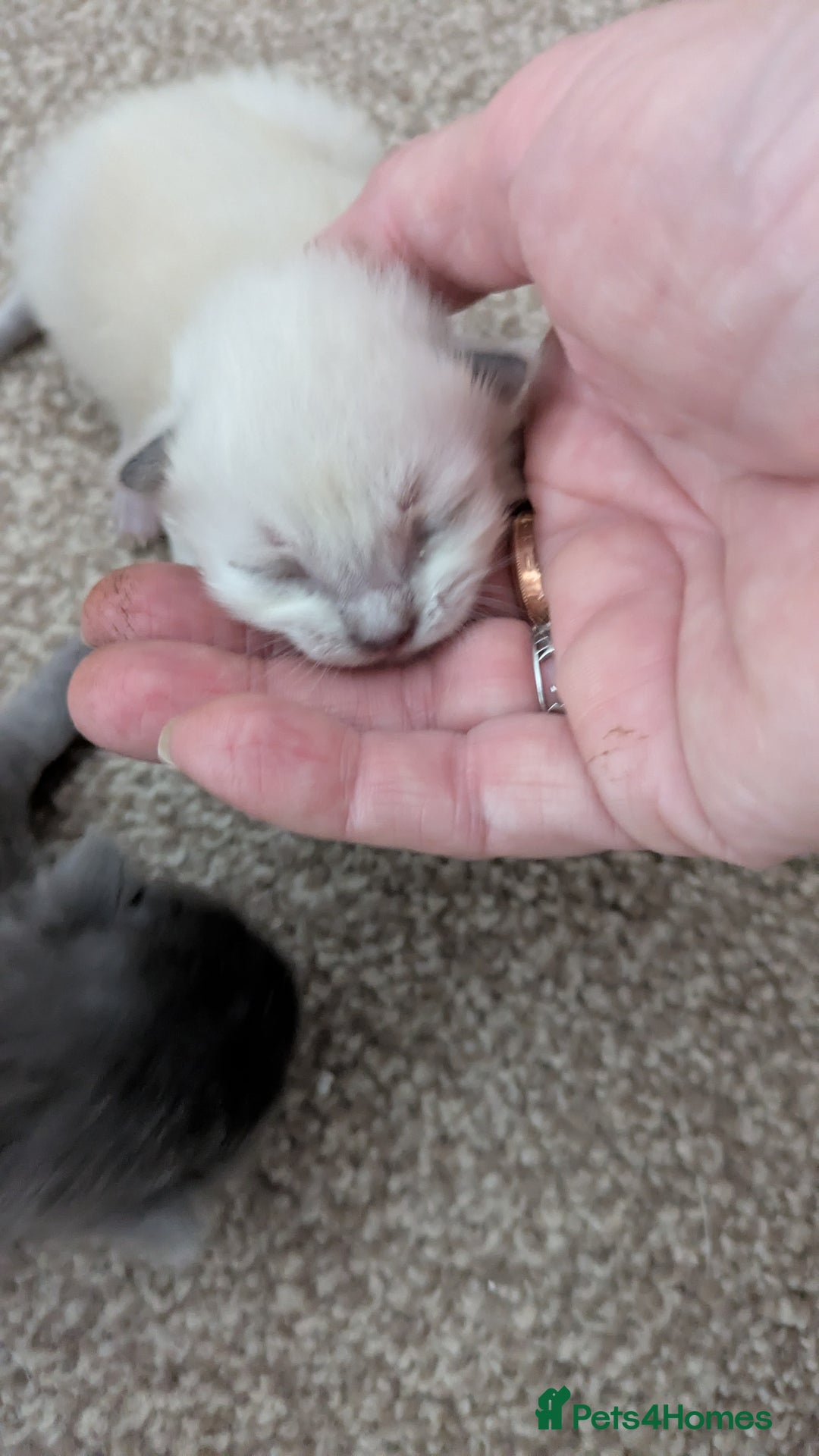 Ragdoll cats for sale: Beautiful ⅞ ragdoll kitten DNA tested clean - Image 10